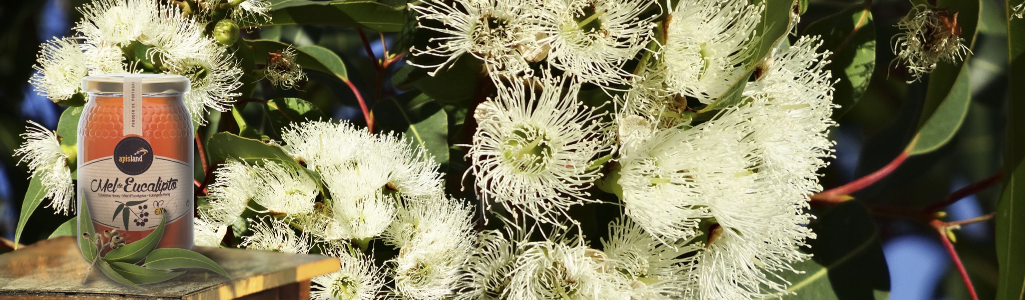 Miel d&#039;Eucalyptus